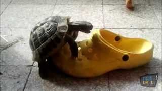 Turtles vs Shoes Compilation [upl. by Ailegave956]