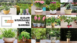 Salon bitkileri ve bakımı  Plant care  Living room plants  İBB BAHÇE MARKET ÇİÇEK BAKIMI [upl. by Phiona]