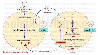 Antiviral Drug  Interferon  Anti Hepatitis C Virus Drug  Mechanism of Action of Interferon Drug [upl. by Anyer]