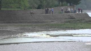 Tidal bore on the River Kent at Arnside May 2016 [upl. by Ihsir]