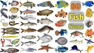 Fish Vocabulary ll 80 Fishes Name In English With Pictures ll Sea Fishes and Pond Fishes [upl. by Harriott34]