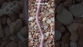 polychaete worm moment D4 Farm Vlogs shorts [upl. by Nilyram]