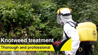 Japanese Knotweed treatment  learn how to treat knotweed [upl. by Sunny148]