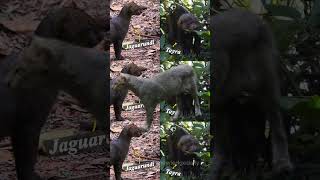 what is Jaguarundi  facts factinhindi knowledgedaily [upl. by Deanna331]