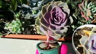 How to tell if your echeveria is thirsty or etiolated [upl. by Nagaek332]