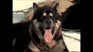 The Last Husky The Final Journey of Antarcticas Sledge Dogs [upl. by Ttereve155]