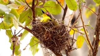 Australasian Figbird Sphecotheres flaviventris ♂ in a Nest  Australischer Feigenpirol im Nest 2 [upl. by Epolenep]