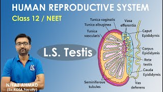 LS Testis  Internal Structure of Testis  Male Reproductive System  Class 12  NEET [upl. by Eentruoc239]