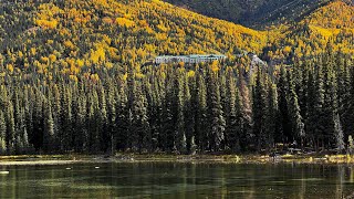 Horseshoe Lake Trail at Denali National Park Alaska 阿拉斯加Denali国家公园的马蹄湖健行路线 20249 hiking alaska [upl. by Hessney42]