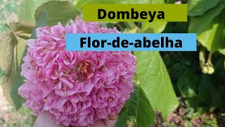 Dombeya flordeabelha [upl. by Ettevey]