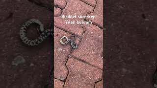 Bisiklet sürerken yılan buldu bisiklet bisikletsürme yılan [upl. by Javier]