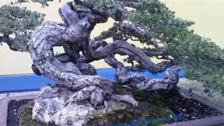 Kumpulan Foto Bonsai Santigi Pemphis Acidula untuk Inspirasi [upl. by Swainson]