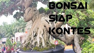 bonsai siap kontes [upl. by Abdu]