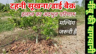 316 जड़ गलन के छोटे पौधों में मल्चिंग क्यों जरूरी है। Mulching in Phytopthora treatment [upl. by Gregoor]