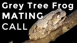 Grey Tree Frogs How To Identify Their Mating Calls amp Sounds [upl. by Ahsotan18]