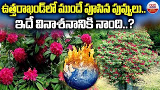 Buransh Flowers in Uttarakhand  ఉత్తరాఖండ్లో ముందే పూసిన పువ్వులు ఇదే వినాశనానికి నాంది [upl. by Gruber556]