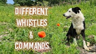 Different sets of whistles to use on sheepdogs [upl. by Papotto]