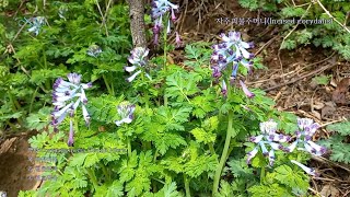 자주괴불주머니Incised corydalis [upl. by Anselme]