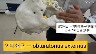 obturatorius externusㅡ외폐쇄근기능약화로 앉을때 좌골 통증 좌골신경통 엉덩이기억상실증의 원인이 될수도 있습니다 대둔근이나 외회전근들의 문제로 요통amp허리과긴장 [upl. by Euk]