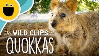 Happy Quokka Smile  Wild Clips Sesame Studios [upl. by Hait385]