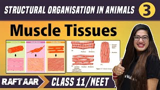 Structural Organization in Animals 03  Muscle Tissues  Class 11NEET  RAFTAAR [upl. by Imled368]