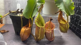 TRIVIA NEPENTHES KANTONG SEMAR SPECIES VEITCHII [upl. by Neom764]