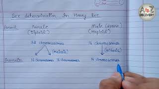 Sex Determination In Honey Bee  Parthenogenesis in Honey Bee [upl. by Yruama]