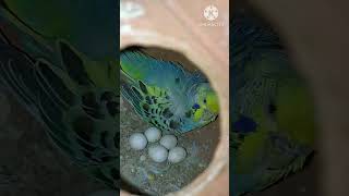 budgis birds clearwing budgiesred eye budgiesbudgies breeding seasonbudgies breeding progress [upl. by Arada]