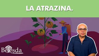 Presta atención a amenazas silenciosas que pueden afectar nuestra salud como la atrazina [upl. by Intyre]