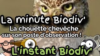 Minute Biodiv La chouette chevêche sur son poste dobservation   cri [upl. by Laet824]