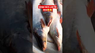 incredible Pangash fish fishing fishingvideo pangasinan shorts fishcutting fishcuting [upl. by Gustafson]