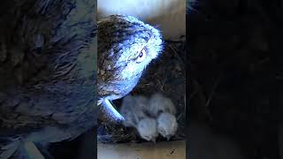 Eastern screech owl in nest box with two owlets owls nestbox [upl. by Vannie154]