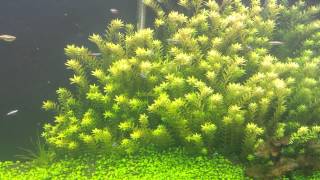 Rotala Rotundifolia [upl. by Stilwell]