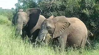 Kruger Elephants 18 March 2023 [upl. by Crane]