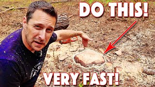 How To Remove A Tree Stump Quickest and Easiest Method [upl. by Ferna]