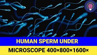 Human Sperm Under Microscope  Science Deep [upl. by Dore133]