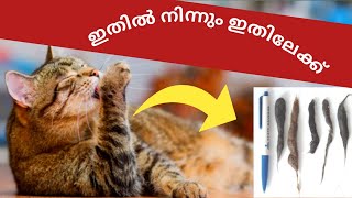 Hairballs In Cats Malayalam  ലക്ഷണങ്ങൾ പരിഹാരങ്ങൾ Mehrinscatvlog [upl. by Vidovic]