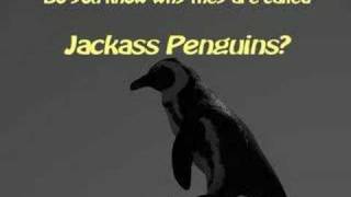 Why theyre called Jackass Penguins [upl. by Jenesia817]