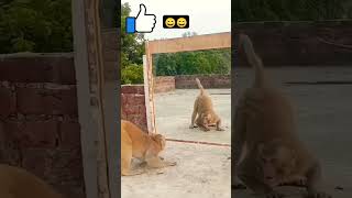 funny video monkey 🐒 monkey youtubeshorts shortfeed ytshorts trending [upl. by Zehcnas]