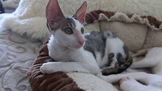 Cornish Rex Freddie [upl. by Nilauqcaj282]