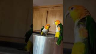 Eye attack parrot golden head keck keck parrot handraised parrot parrot funny video [upl. by Cony33]