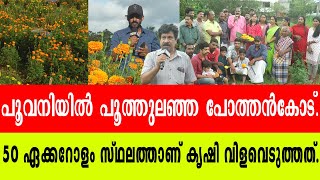 പൂവനിയിൽ പൂത്തുലഞ്ഞ പോത്തൻകോട് POTHENCODEMARIGOLD FLOWER [upl. by Llerdnad]