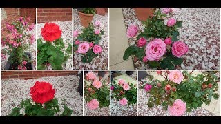 How do you grow damask roses  an overview [upl. by Frederigo]