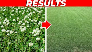 How to Kill Clover in the Lawn FAST [upl. by Herra]