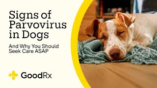 6 Signs of Parvovirus in Dogs — and Why You Should Seek Care Quickly  GoodRx [upl. by Aititil]