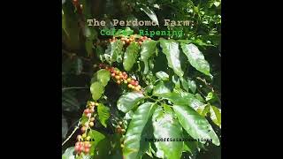 The Perdomo Farm coffee turismopuertorico nature travel [upl. by Amsab]