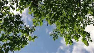 18 Minutes of Wind Blowing through Trees [upl. by Schou460]