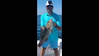 Grouper on the Gulf Fishing Clearwater Florida with Salt Cracker Charters [upl. by Omsoc293]