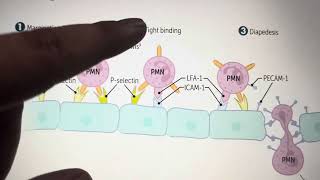 Leukocytes Extravasation Steps in the simplest way [upl. by Kim642]