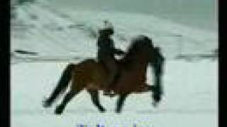 Fast speed racking horsesflying pace Icelandic horses [upl. by Notrub]